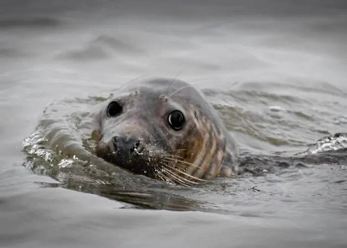 The Anchorage Your In Idyllic Holiday home *