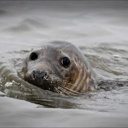 The Anchorage Your In Idyllic Feriehus *